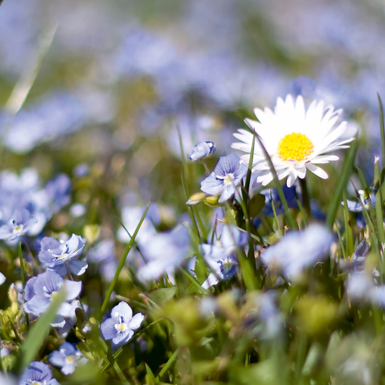 winzig kliene blaue Blumen und ein Gänseblümchen