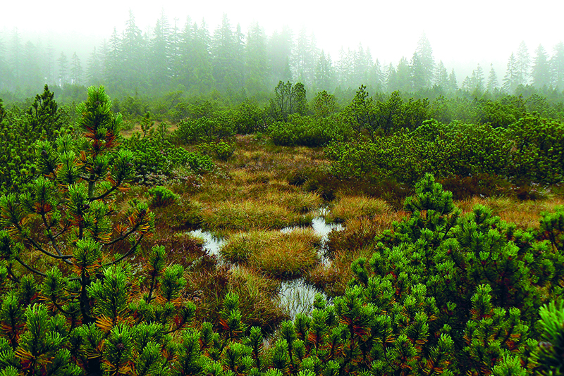 Hochmoor